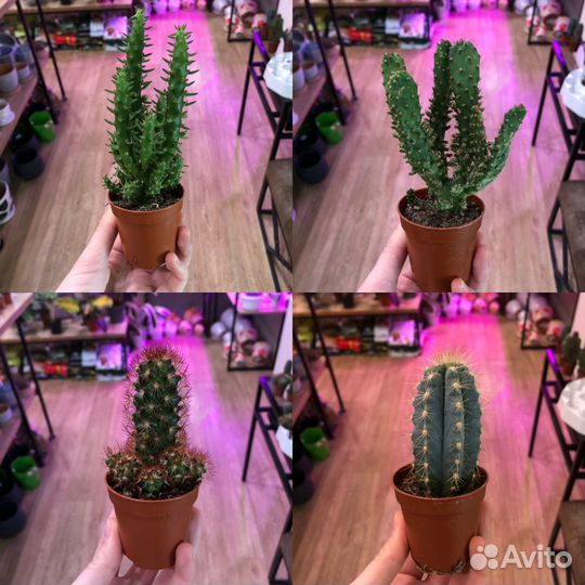 Кактусы микс от 300