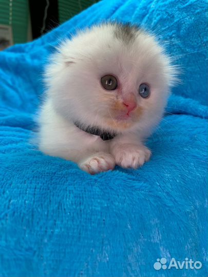 Шотландский вислоухий