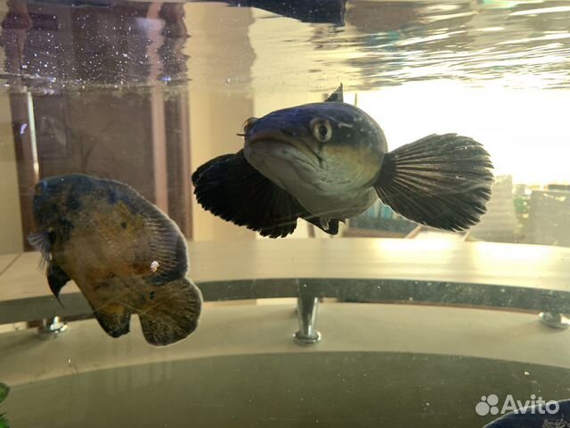 Императорский змееголов