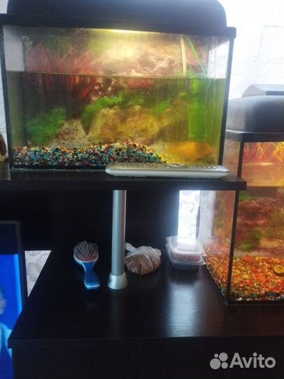 Аквариум с рыбками