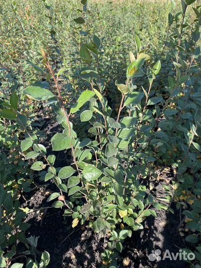 Кизильник блестящий