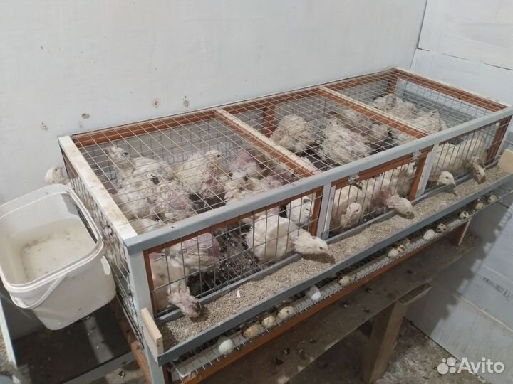 Годовалые перепелки несушки