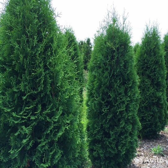 Туя разные виды, морозостойкие, семена