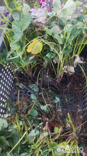 Рассада клубники Купчиха