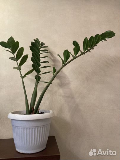 Замиокулькас