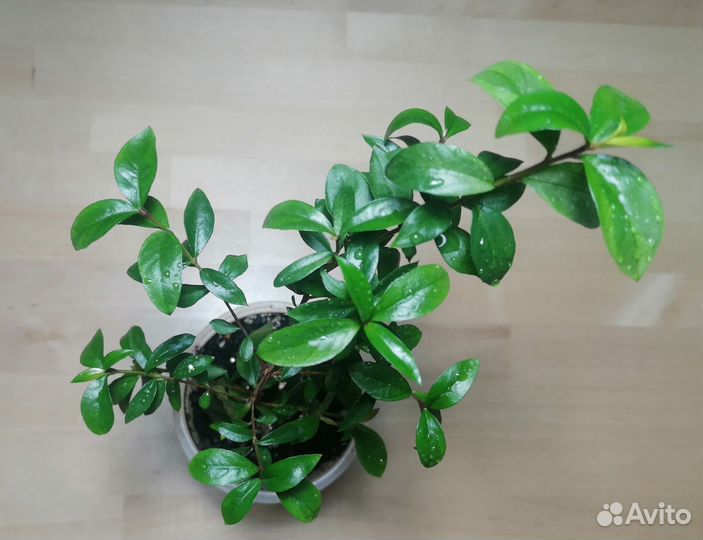 Мирт вариегатный