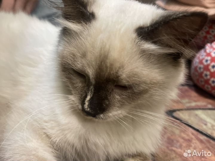 Потерялась кошка