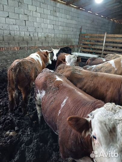 Быки на мясо