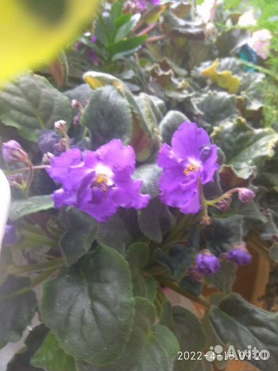 Сортовые фиалки