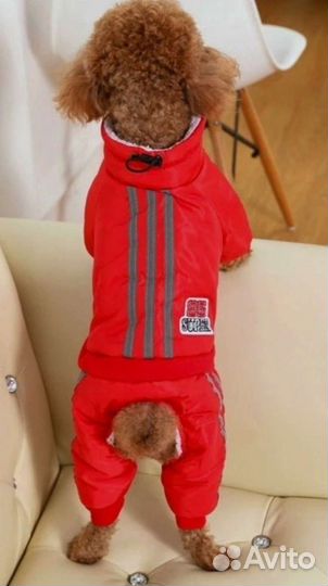 Комбинезон для собаки(для мелких пород)