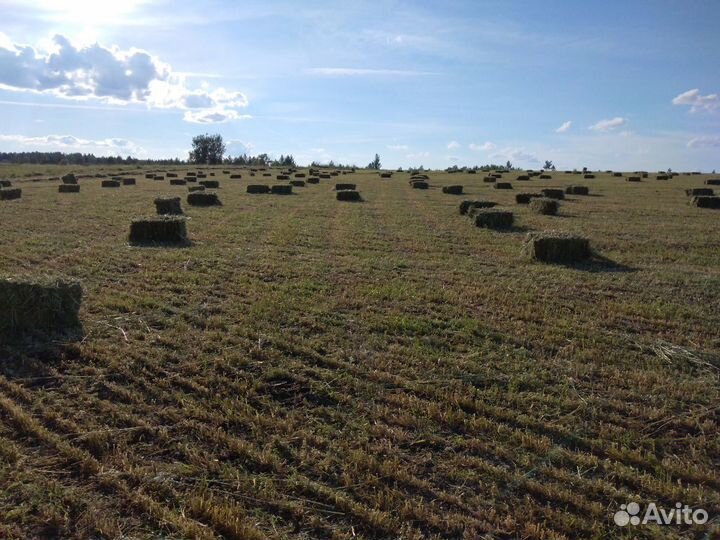 Продам луговое сено