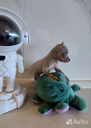 Мини той-терьер