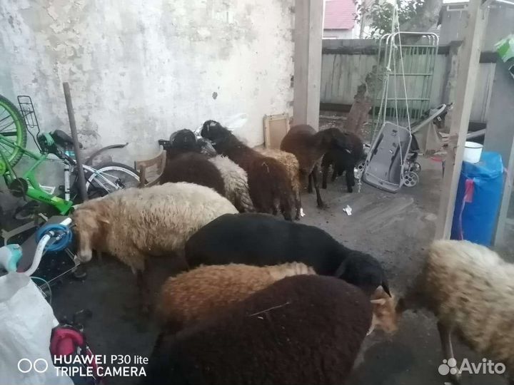 Овцы бараны ягнята