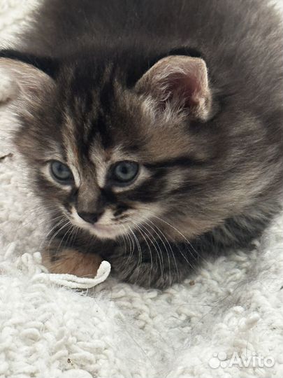 Курильский бобтейл