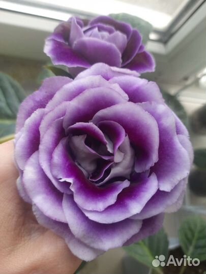 Платицериум(оленьи рога), глоксиния