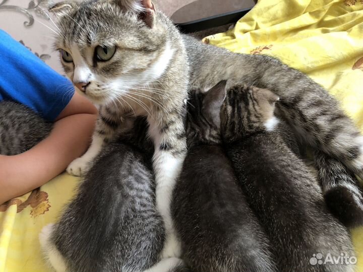 Шотландские вислоухие котята