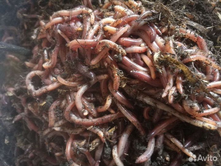 Червь дендробена венета