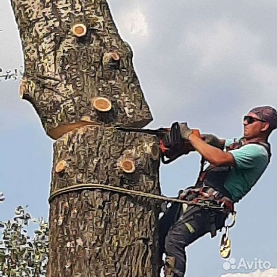 Спил деревьев/Измельчение веток/ Удаление пней