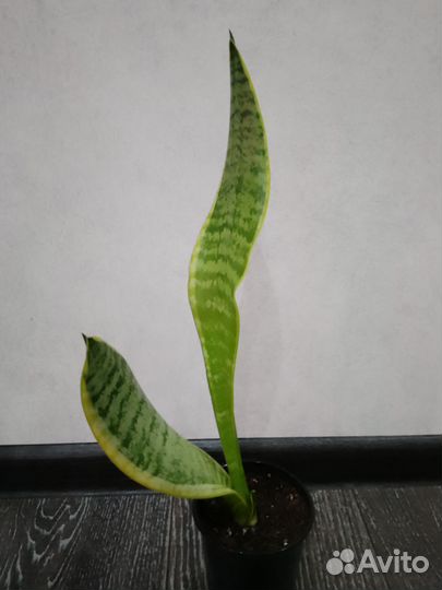 Сансевиерия футура суперба и ханни грин