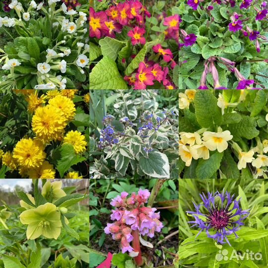 Бадан, вербейник, купена