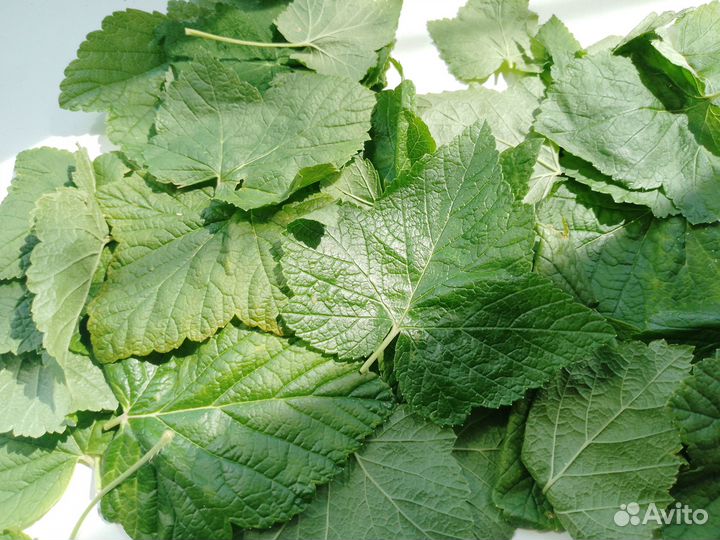 Листья смородины май 2024