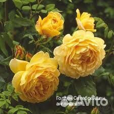 Розы для сада