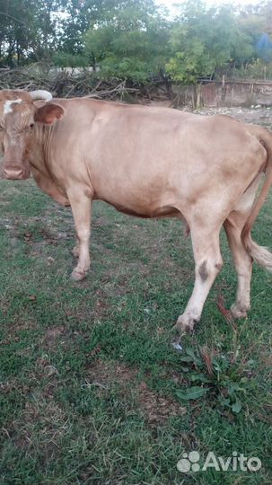 Продаются,коровы.(быки проданы)