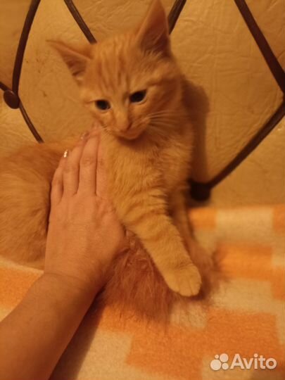 Котенок в добрые руки