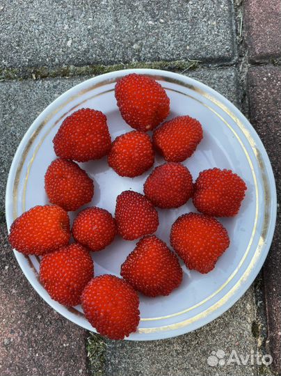 Тибетская малина саженцы