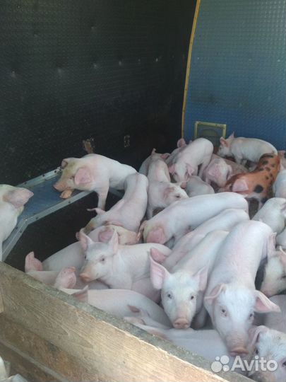 Поросята