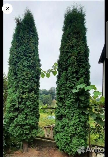 Туя смарагд 130-160см опт