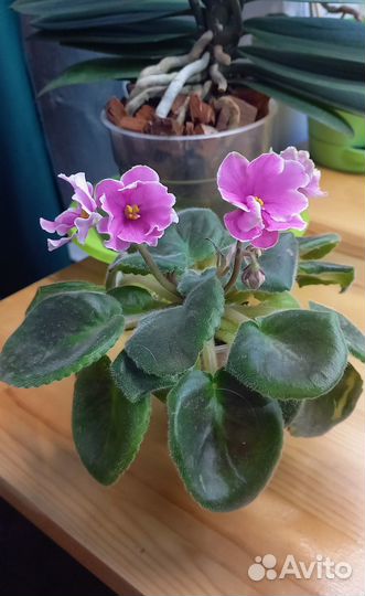 Летнее сияние