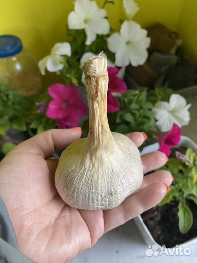 Чеснок рокамболь