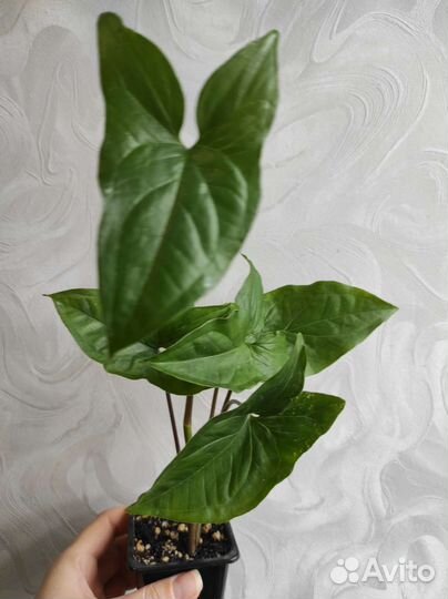 Дримиопсис, Сингониум