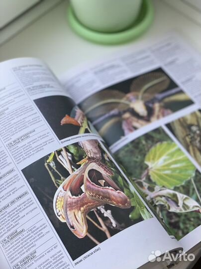 Удивительное царство из серии Мир дикой природы