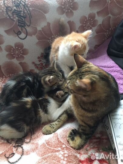 Котенок в дар бесплатно