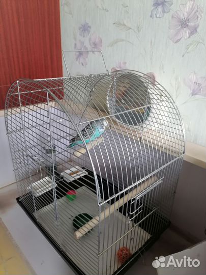 Попугай с клеткой