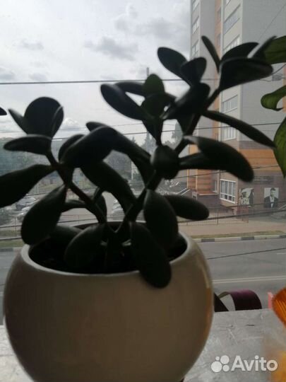 Денежное дерево