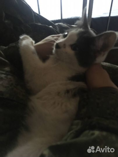 Отдам кота в добрые руки