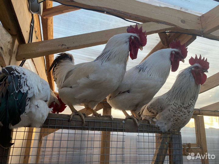 Петухи