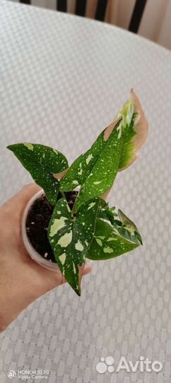 Сингониумы