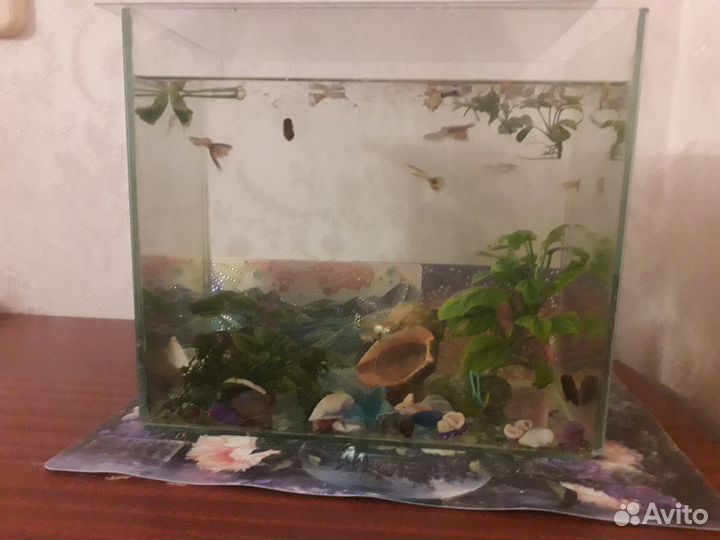 Аквариум с рыбками гуппи