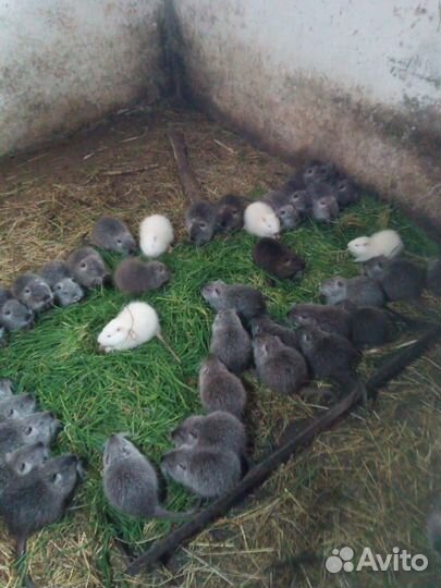 Нутрии продать