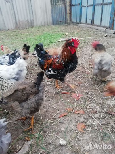 Молодые петухи