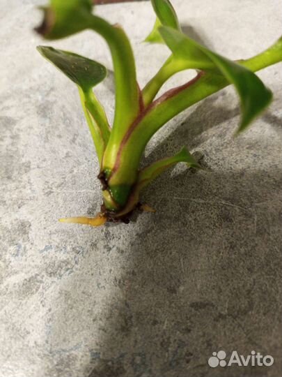 Филодендрон