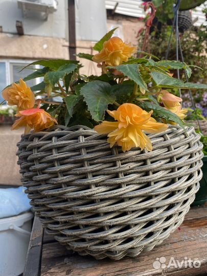 Бегония беликония