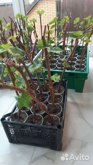 Саженцы винограда
