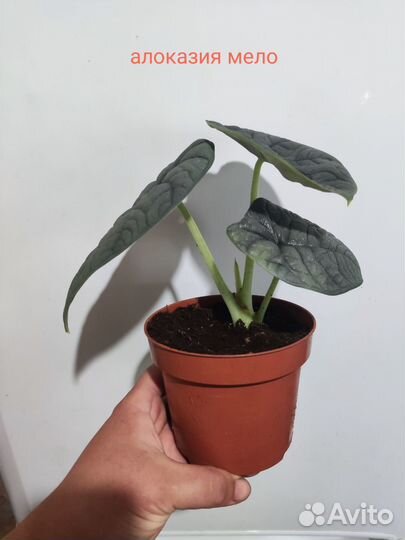 Алоказия шкура дракона, Мело, Ред секрет, Азлани