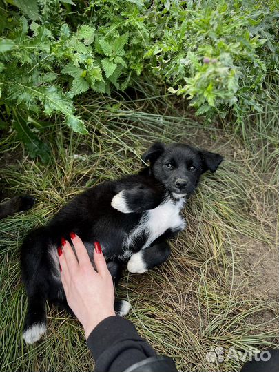 Собака в добрые руки бесплатно