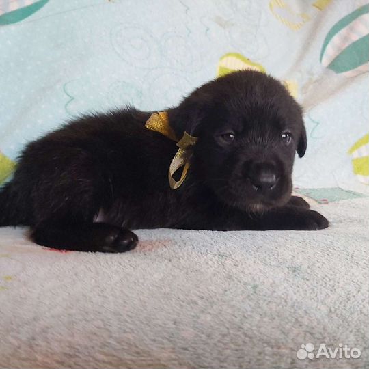 Щенок Лабрадора Ульяновск